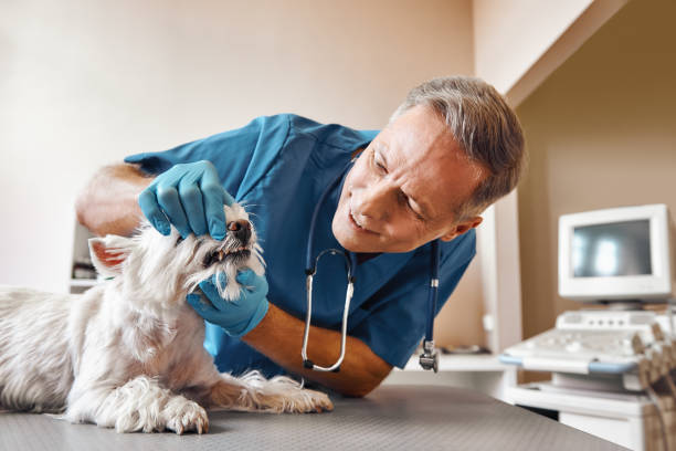 Best After-Hours Emergency Dentist in Ojus, FL